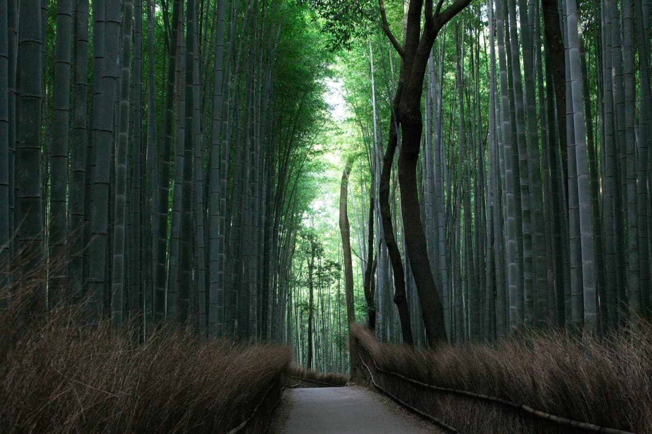 Bamboo Forest