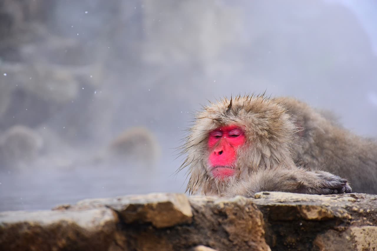 Snow Monkey Park