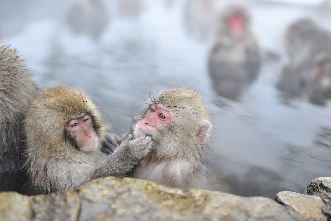 Charming monekys in hotsprings