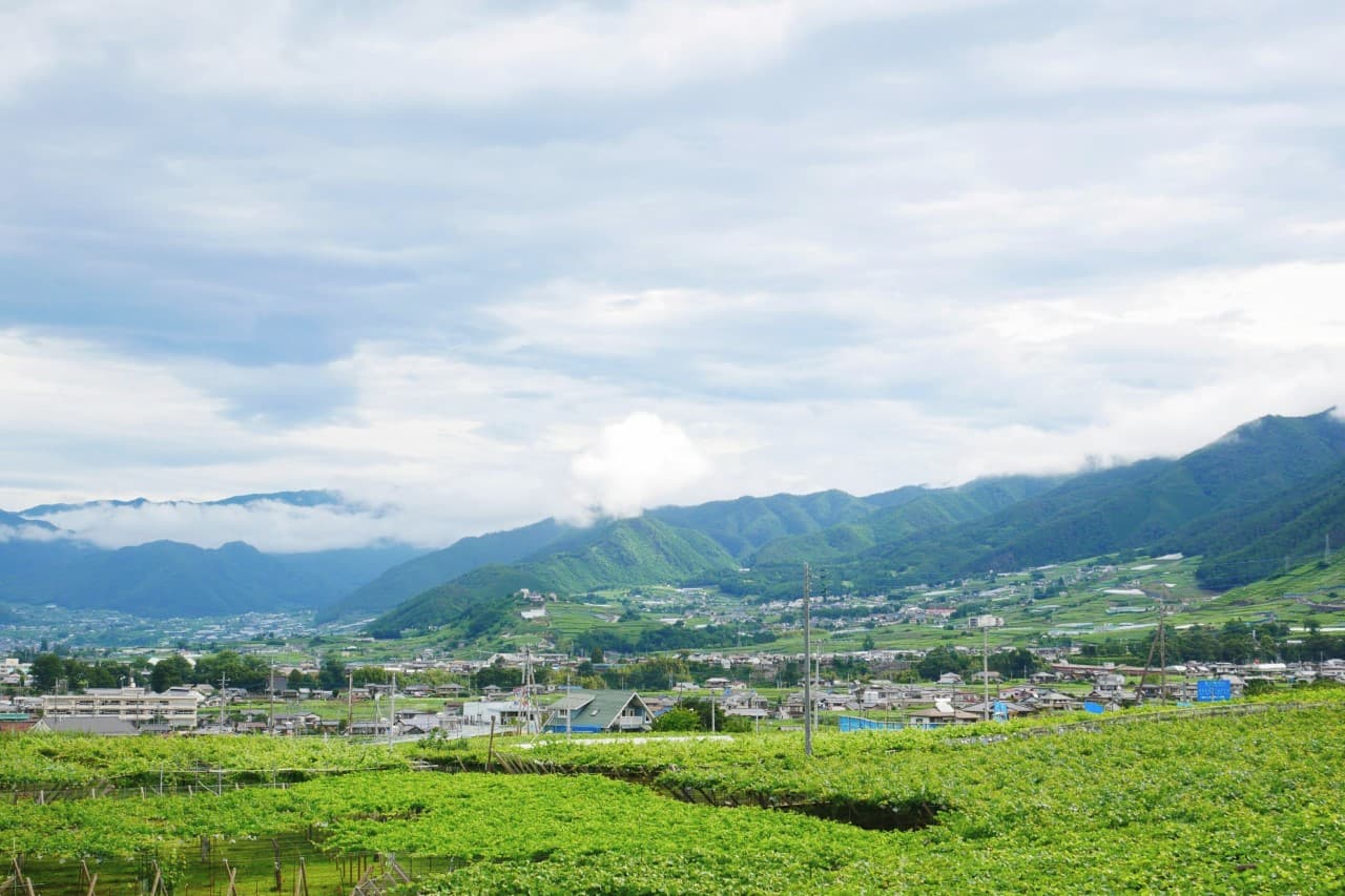 Yamanashi Vineyards with panoramic view