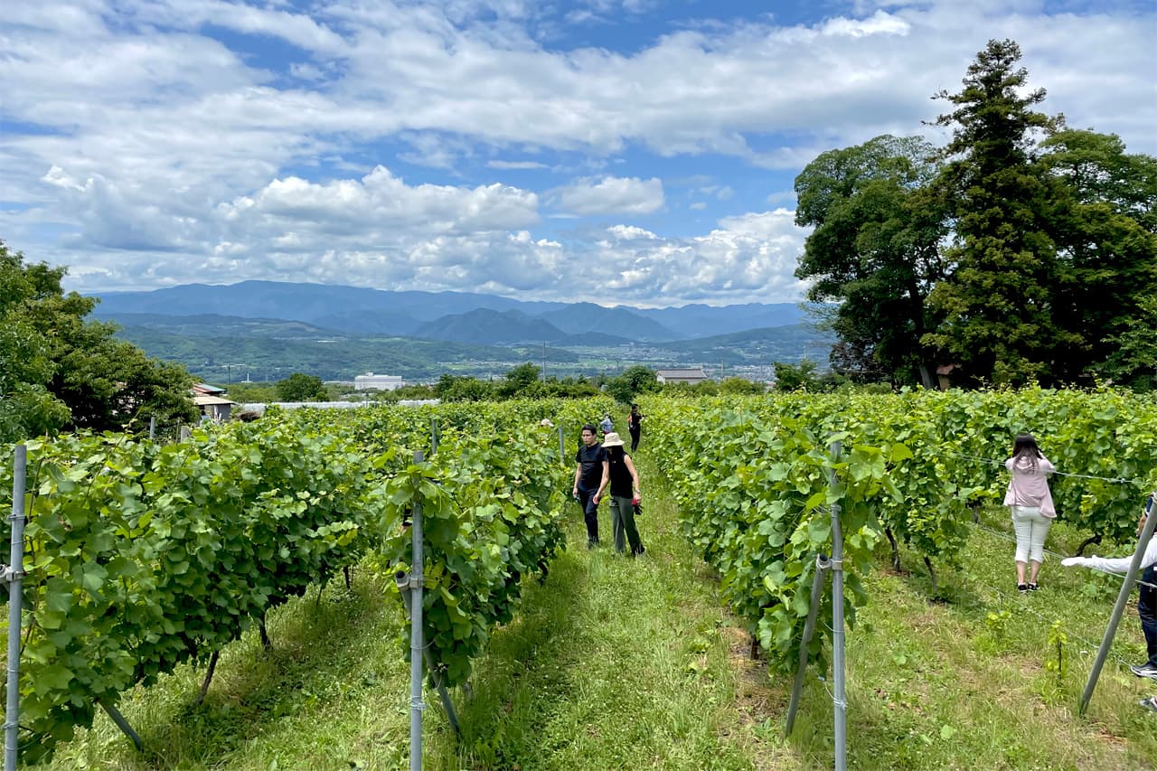 Nagano Vineyards with panoramic view